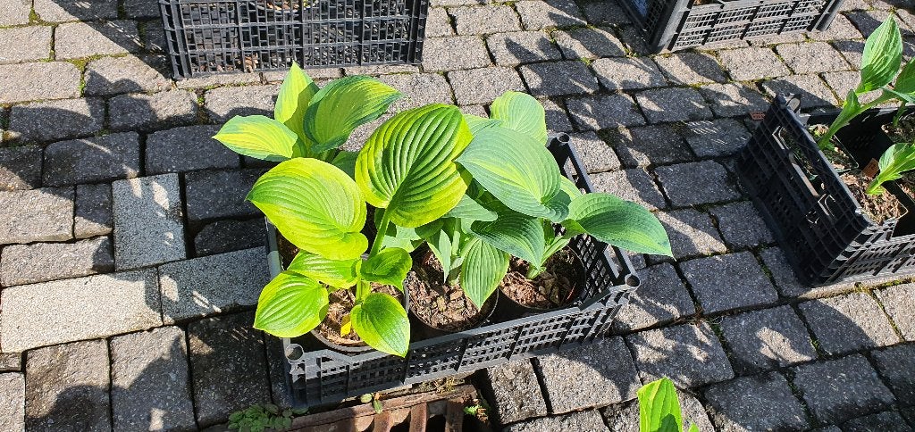 Hosta jonge scheuten 2025, Autres espèces, Été, Enlèvement, Plante fixe