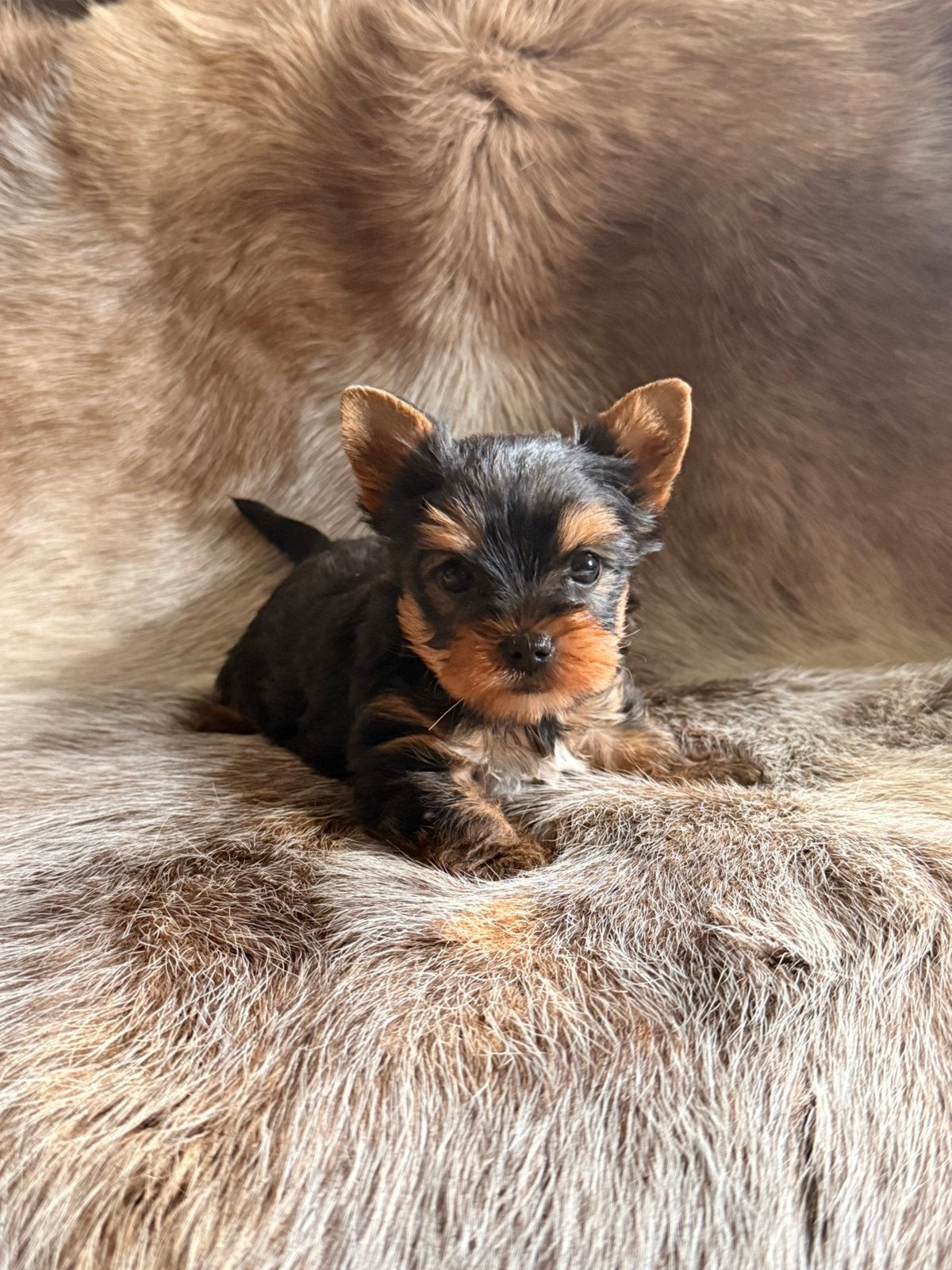 YorkShire pups, Dieren en Toebehoren, België, Overige rassen, CDV (hondenziekte), 8 tot 15 weken