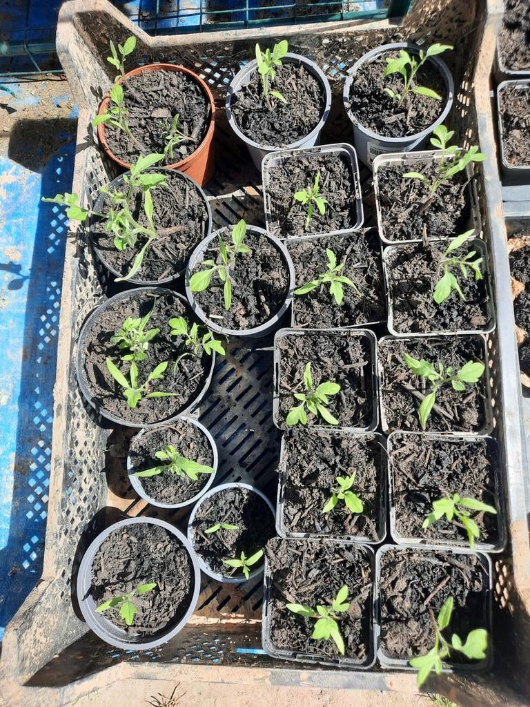 Groenten plantjes, Jardin & Terrasse, Enlèvement