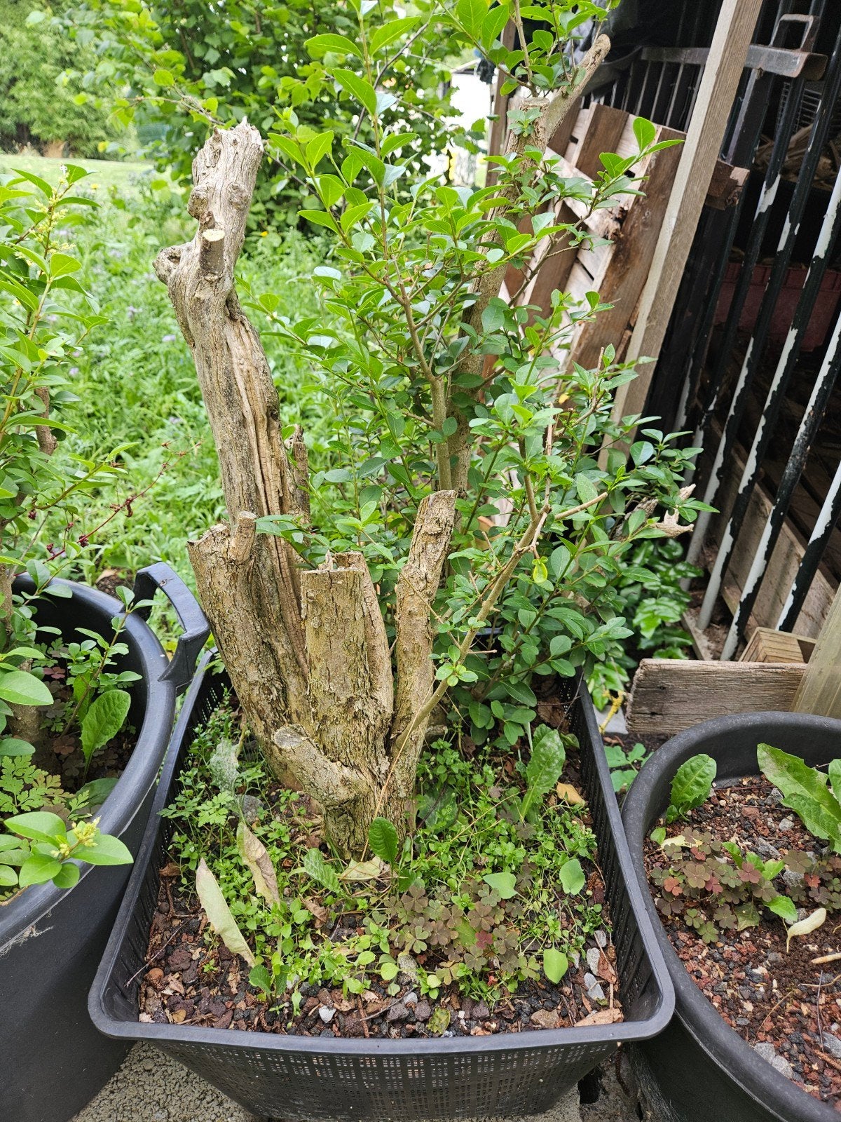 3 Grote bonsai startplanten liguster, Ophalen, In pot