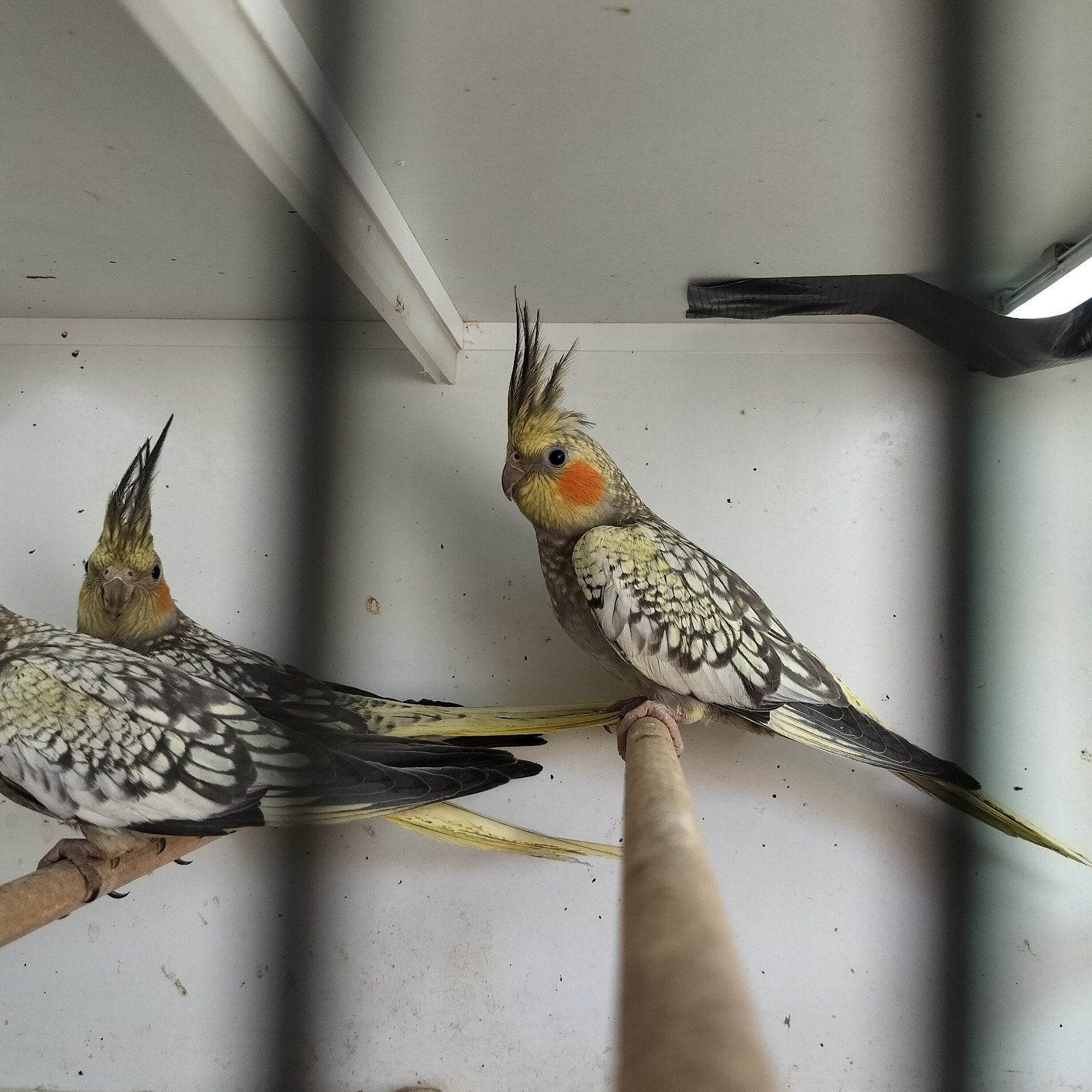 geparelde poppen van dit jaar., Dieren en Toebehoren, Vrouwelijk