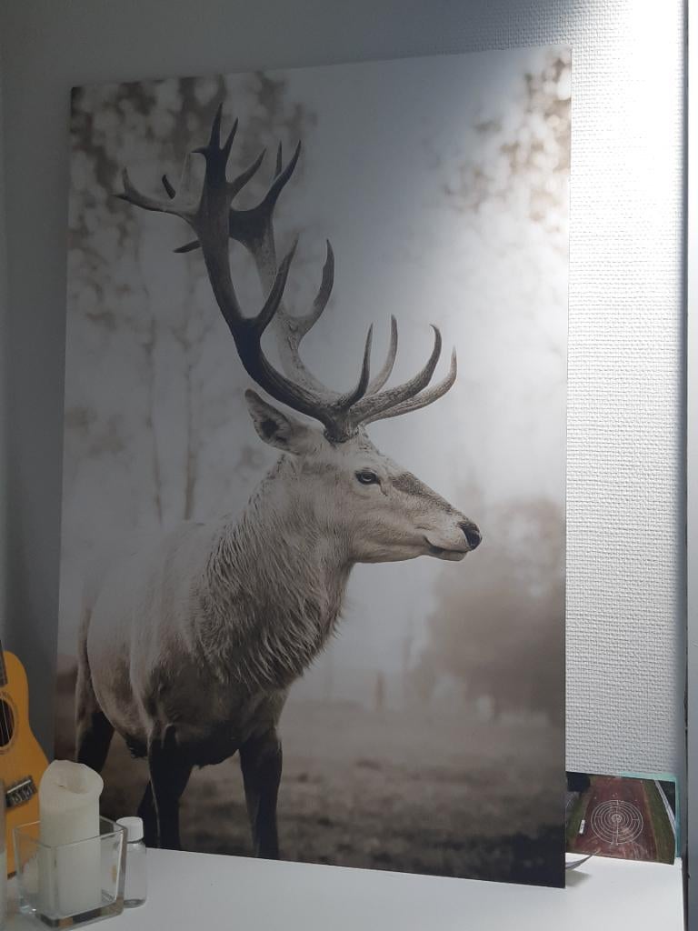 Canvas hert, Ophalen