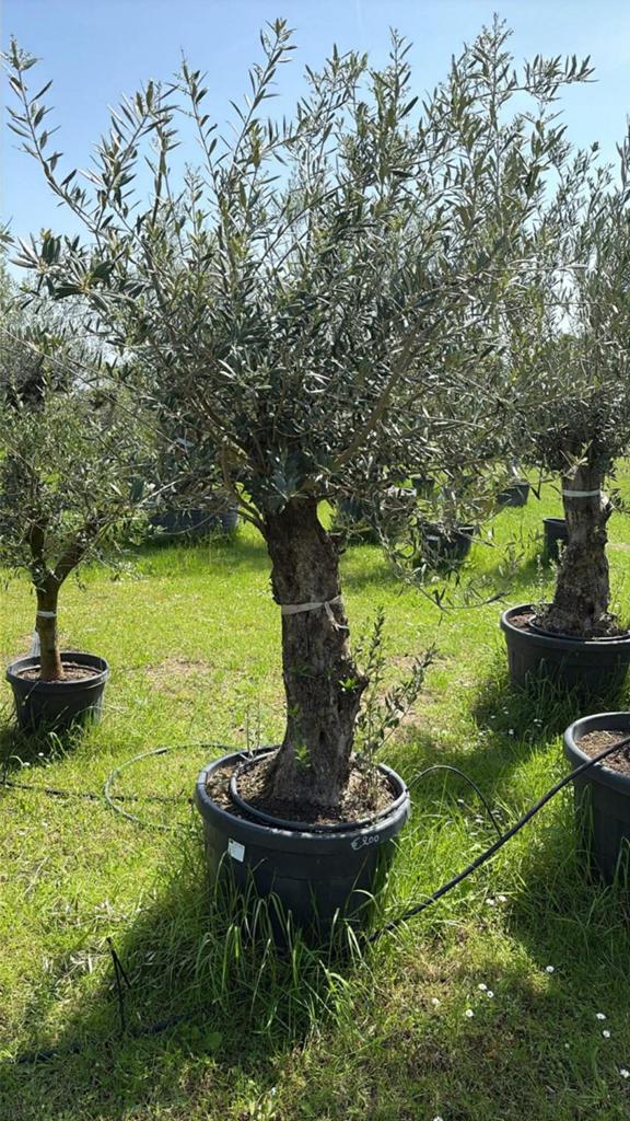 ‼️olijfbomen olea europaea aan stuntprijzen ‼️, Tuin en Terras, Planten | Bomen, Ophalen