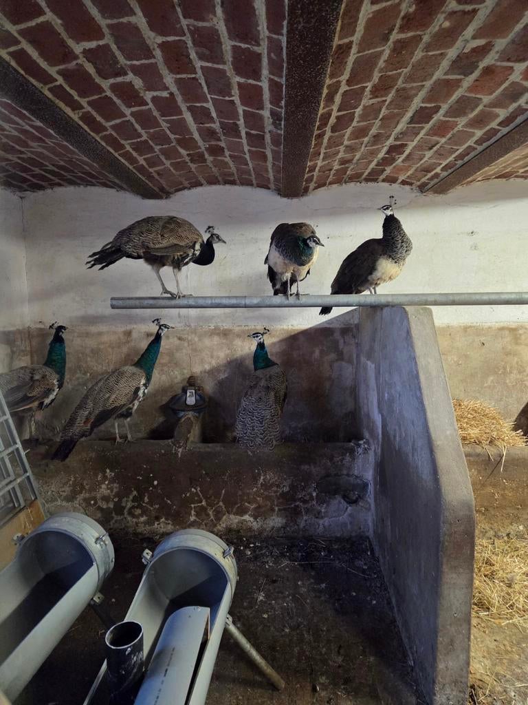 2 blauwe pauw hanen te koop, Dieren en Toebehoren