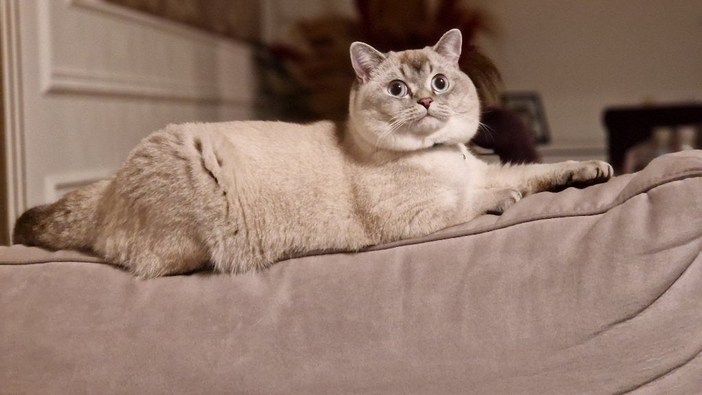 Britse korthaar, Dieren en Toebehoren, Katten en Kittens | Raskatten | Korthaar, Kater, Gechipt, 0 tot 2 jaar