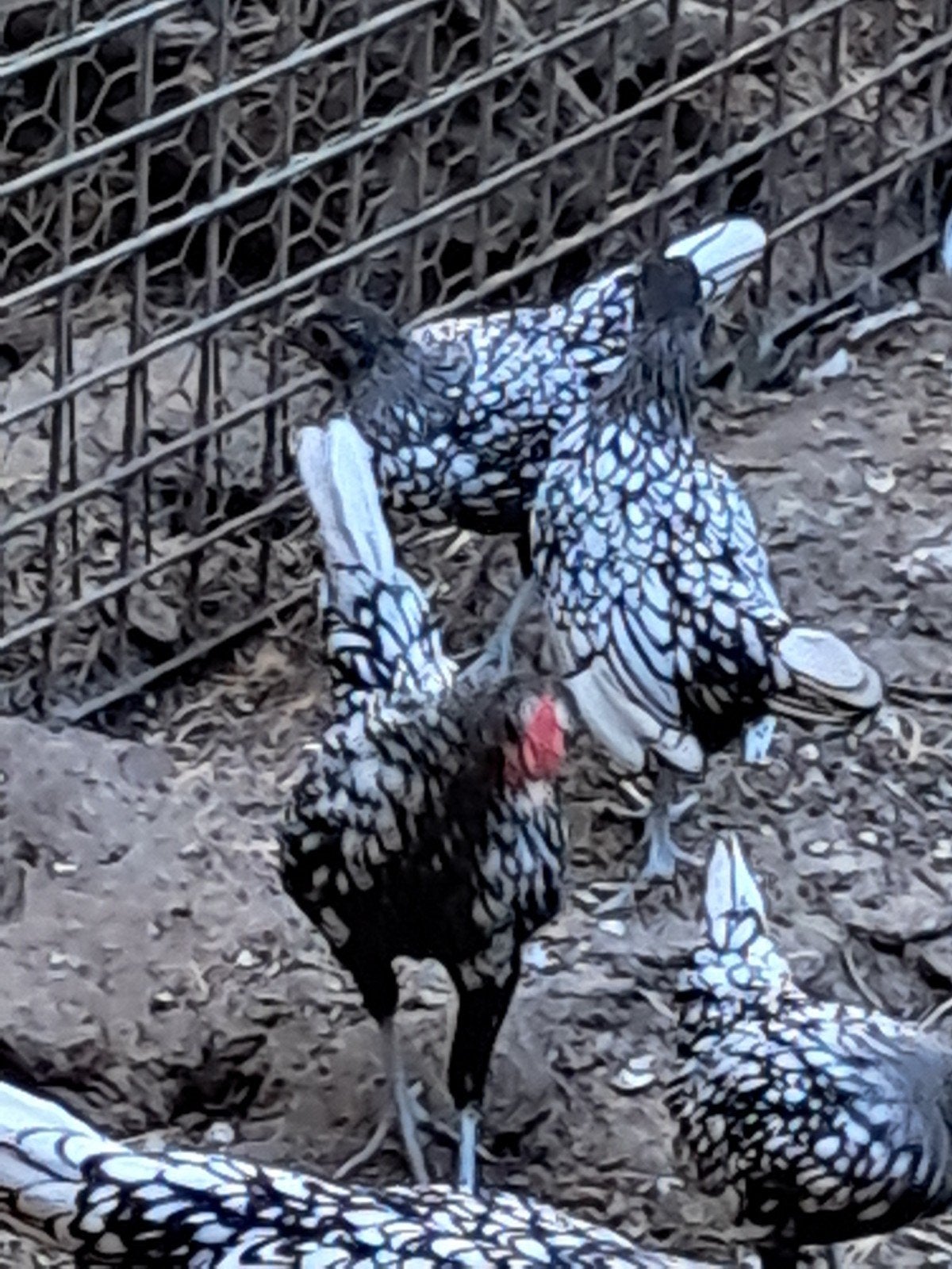 Sebright trio, Dieren en Toebehoren
