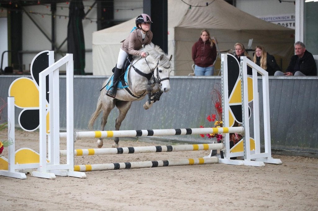 Mooie sportieve springpony's te koop in de veiling via ESHA, Animaux & Accessoires, Poneys, Plusieurs animaux, L, Poney C (1.27 m à 1.37m)