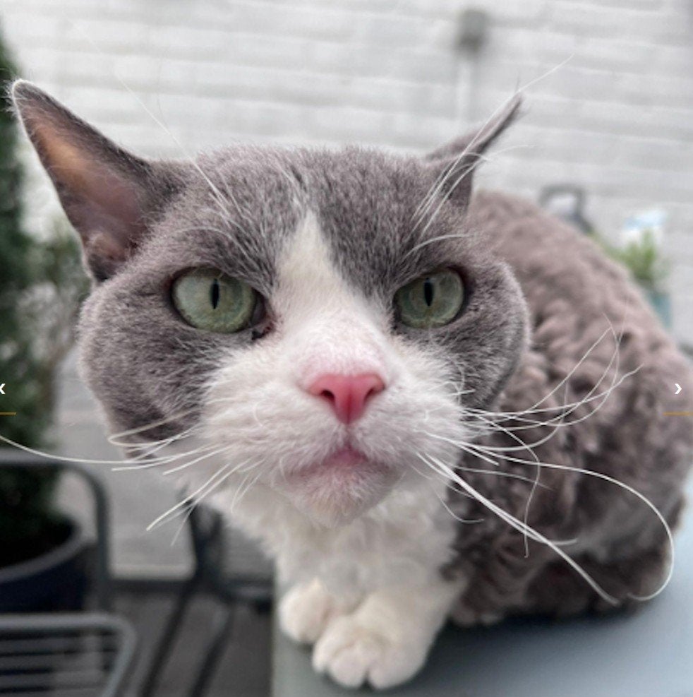 Devon rex dekkater (NIET TE KOOP) 500 euro, Dieren en Toebehoren, Katten en Kittens | Dekkaters, 3 tot 5 jaar