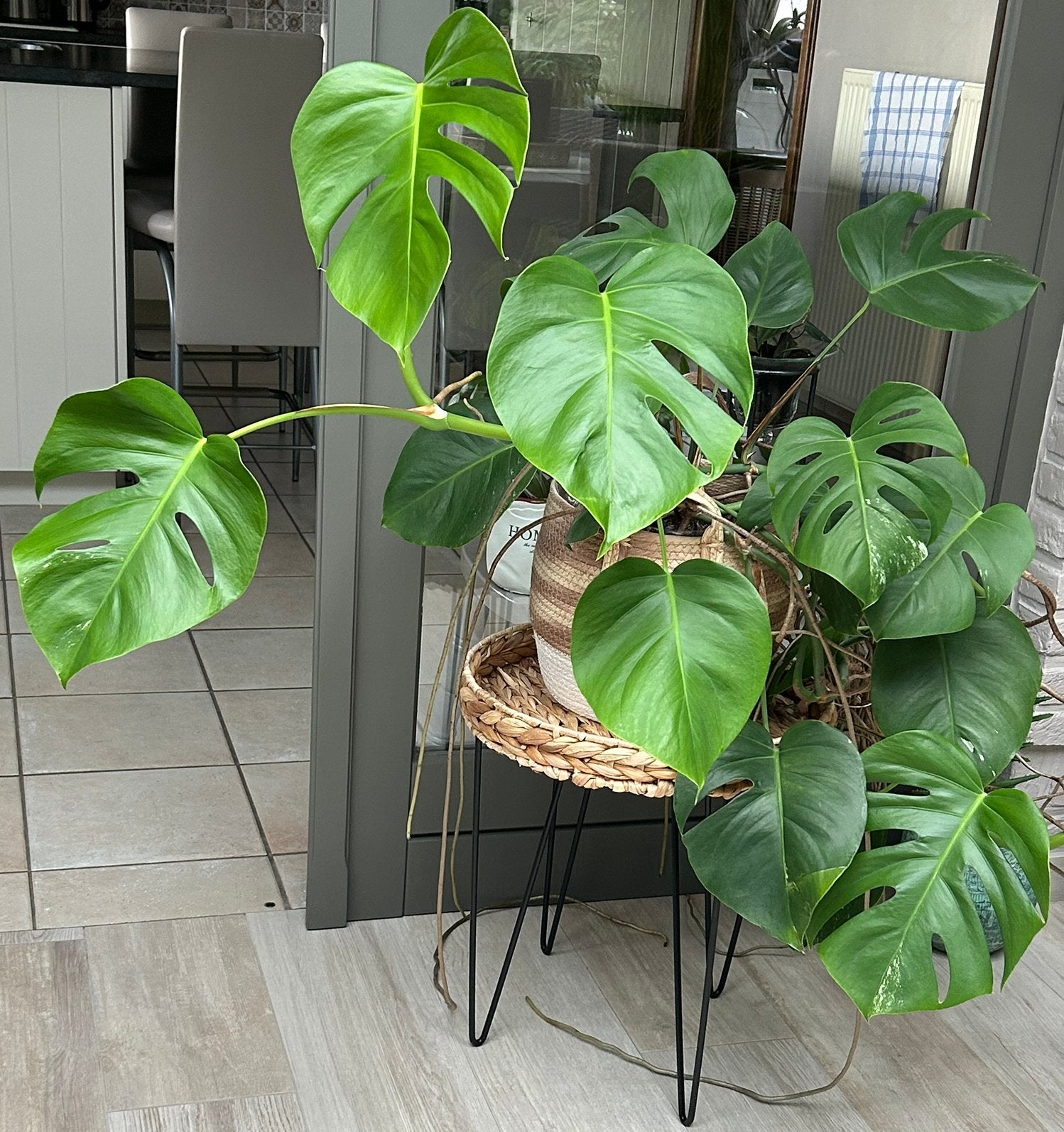Monstera deliciosa, Huis en Inrichting, Kamerplanten, Ophalen of Verzenden