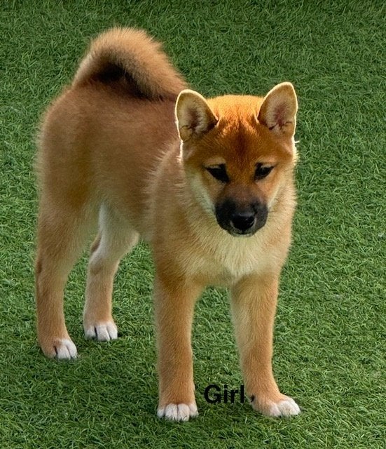 Shiba Inu teefje met stamboom, Parvo, België, Fokker | Hobbymatig, Overige rassen