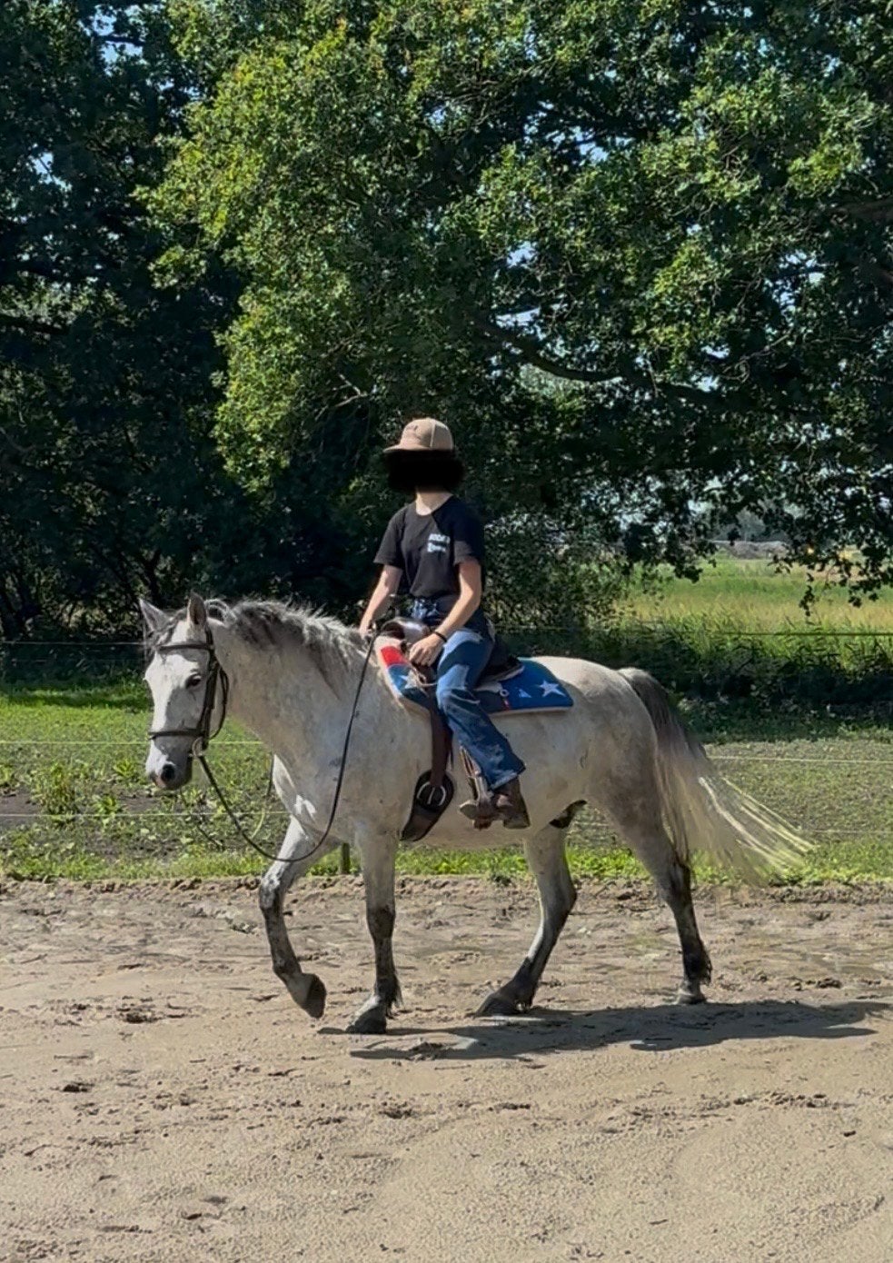 Ervaren koets paardje - gaat ook graag wandelen, Hongre, Cheval de récréation, 11 ans ou plus