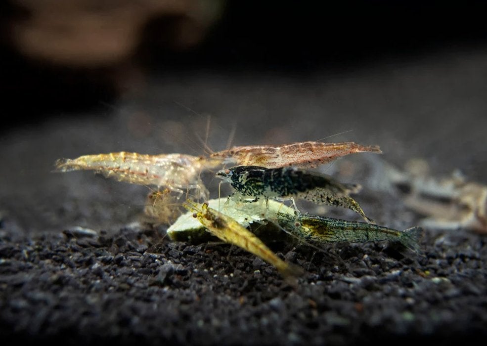 Jonge Garnalen Neocaridina wildekleur aquarium, Animaux & Accessoires, Homard, Crabe ou Crevette, Poisson d'eau douce, Banc de poissons