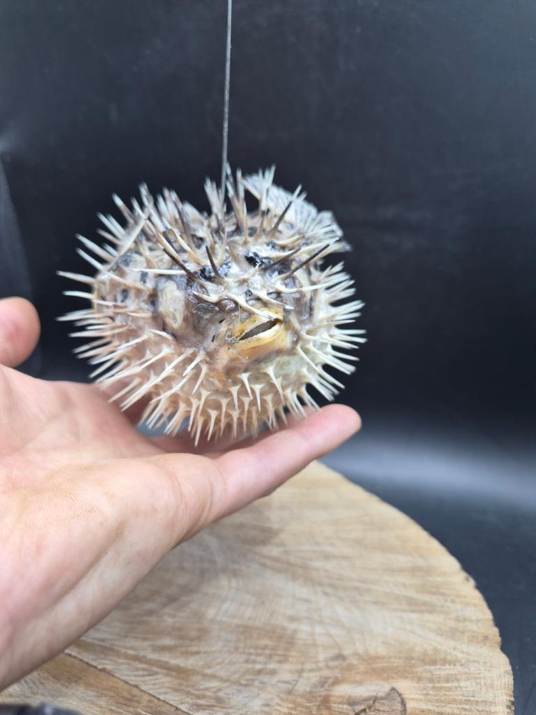 Poisson globe Diodon séché (Poisson porc-épic) – Cabinet de, Enlèvement ou Envoi