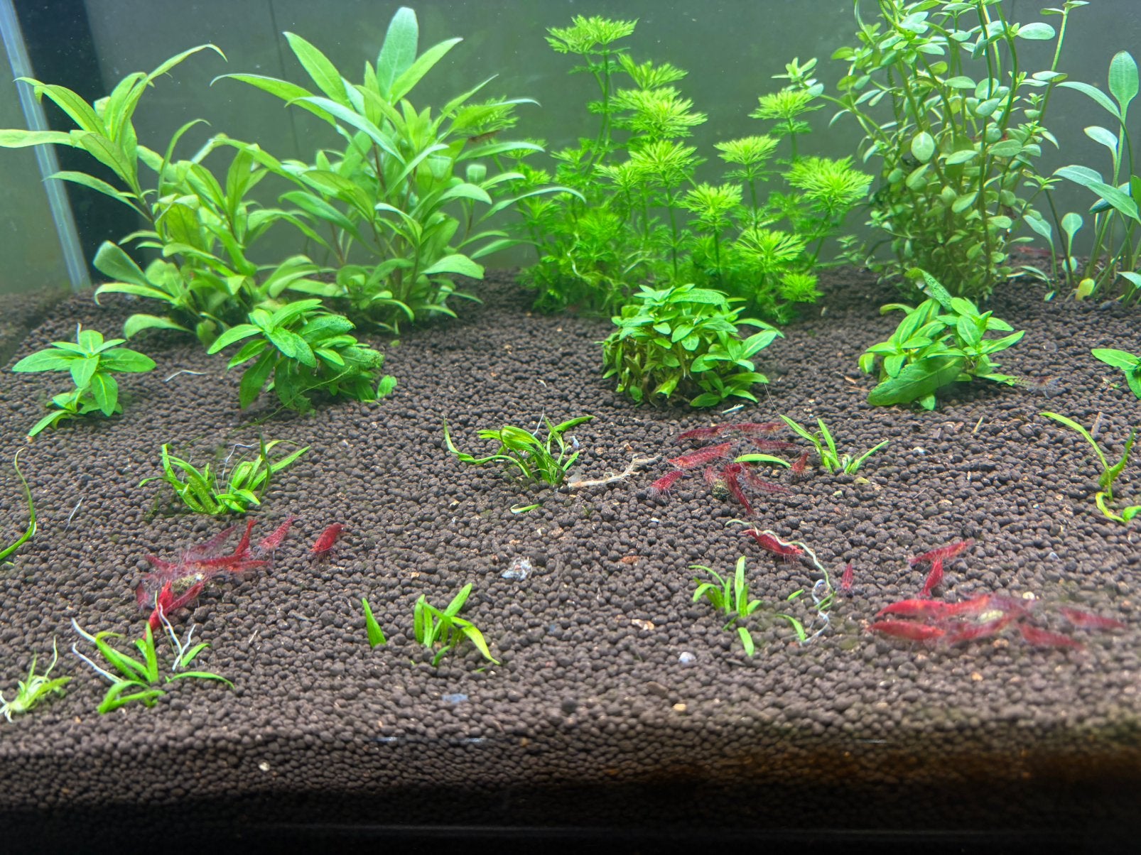 Sakura Red Garnalen, Animaux & Accessoires, Poissons | Poissons d'aquarium