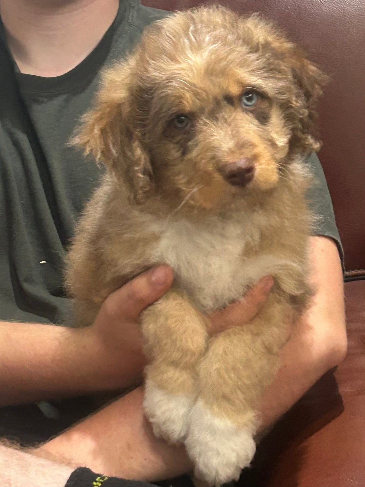 Miniature australische herder mix, Dieren en Toebehoren, Parvo, België, Overige rassen, 8 tot 15 weken