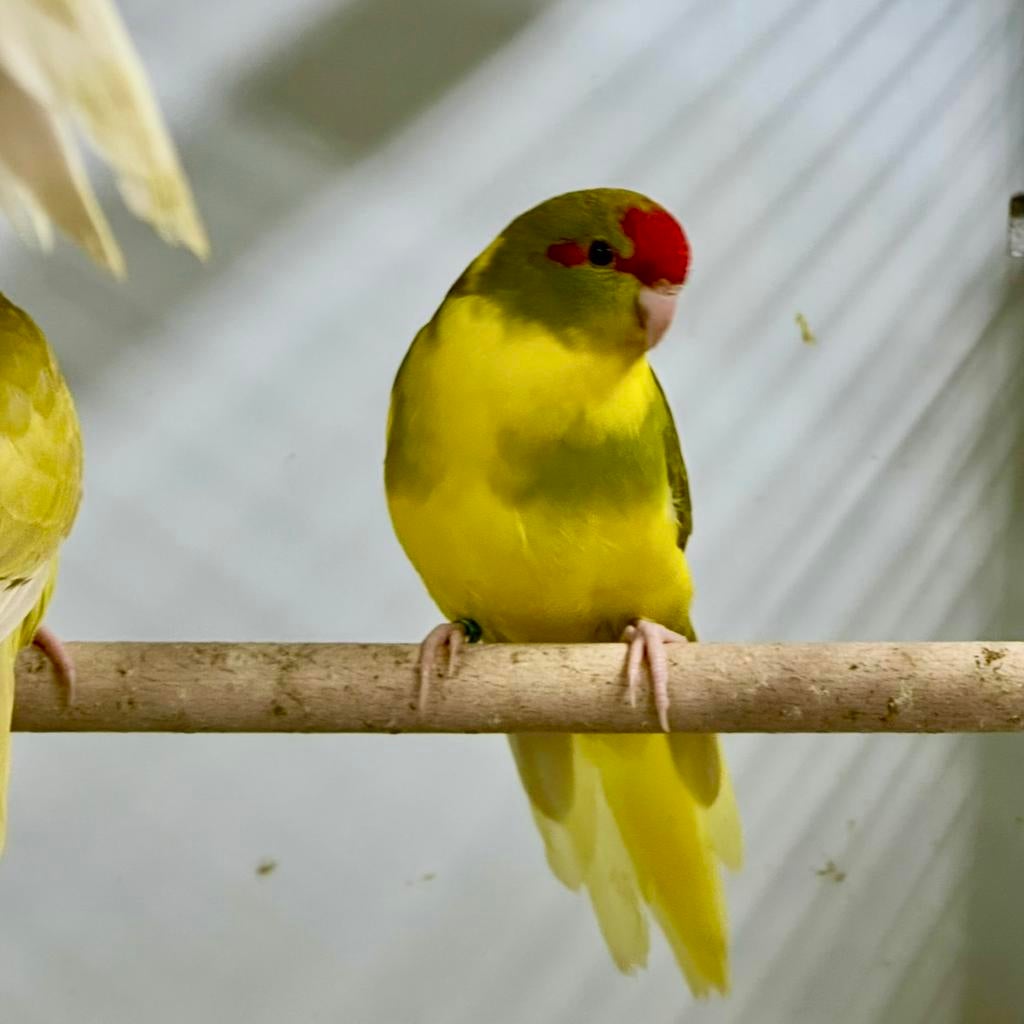Kakariki, Dieren en Toebehoren, Vogels | Parkieten en Papegaaien, Parkiet, Meerdere dieren, Geringd
