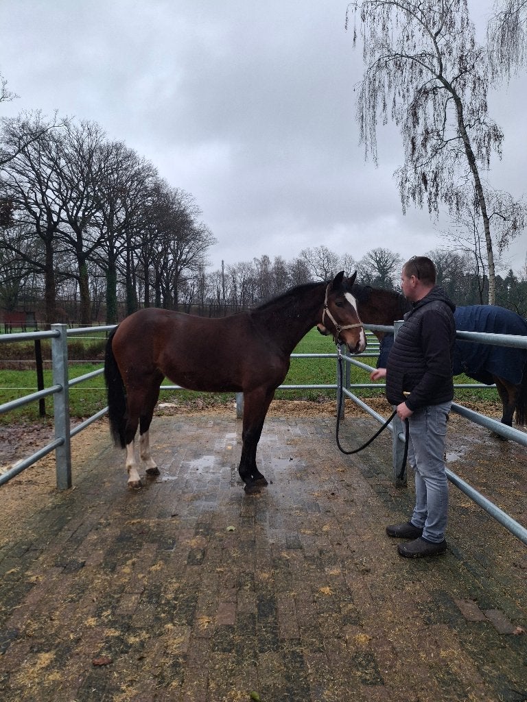 3 jarige merrie te koop, Dieren en Toebehoren, Paarden, Merrie, Met stamboom, Springpaard, 3 tot 6 jaar