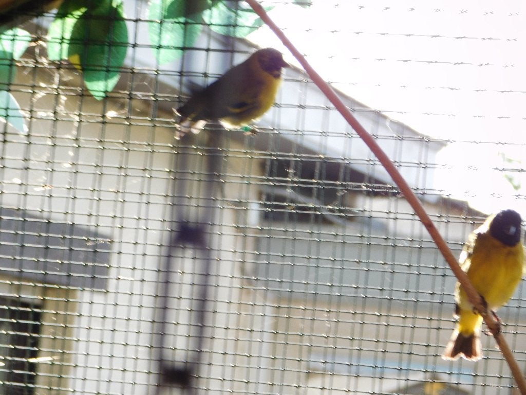 wegens stopzetting van vogels, Dieren en Toebehoren, Wildzangvogel, Geringd