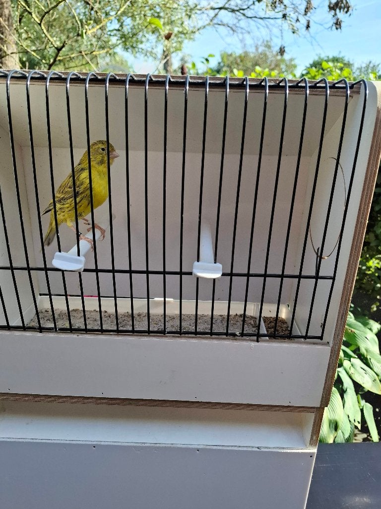 Vogelkooi kanarie voor tentoonstelling, Enlèvement, Utilisé, Cage à oiseaux