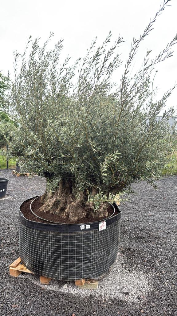 olijfboom bonsai, Tuin en Terras, Planten | Bomen, Lente, Olijfboom, 250 tot 400 cm, Ophalen