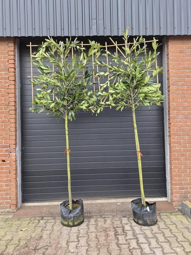 Leibomen & Hagen – Portugese Laurier, Leilinde en Steeneik, Tuin en Terras, Ophalen of Verzenden