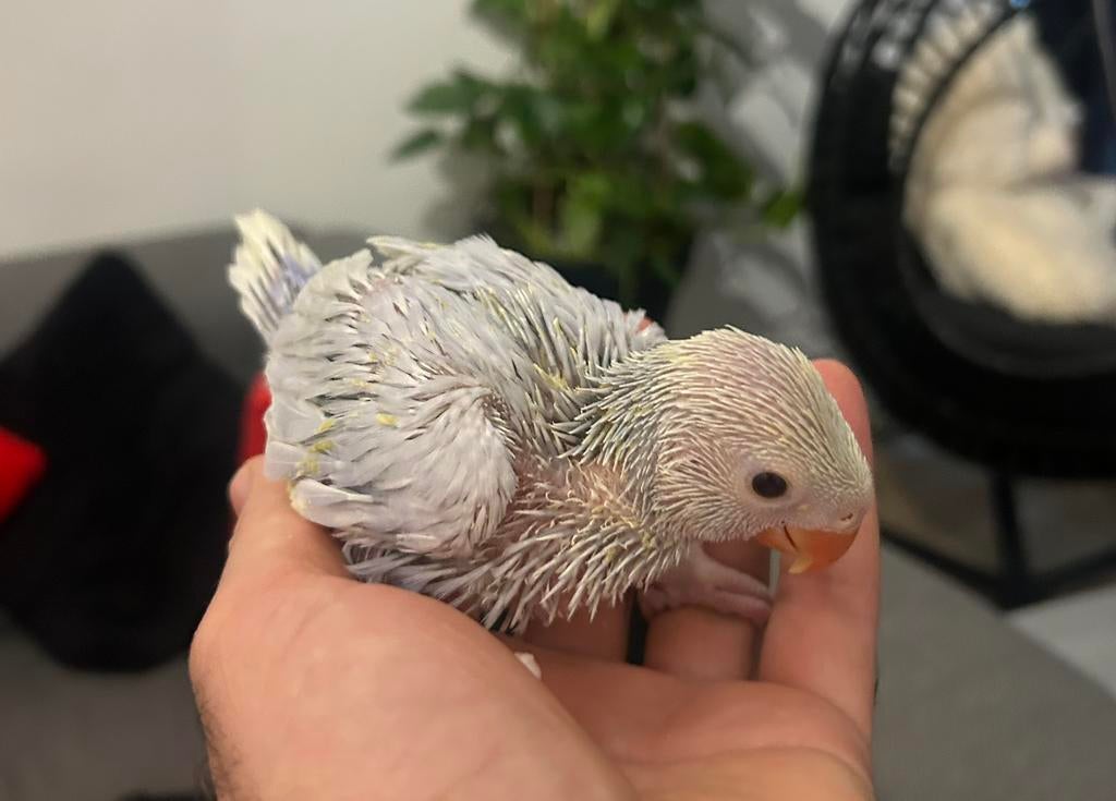 Baby halsbandparkieten 3 weken oud, Dieren en Toebehoren, Geslacht onbekend, Geringd