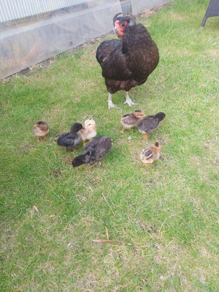 Araucana kloek met kuikens, Vrouwelijk, Kip