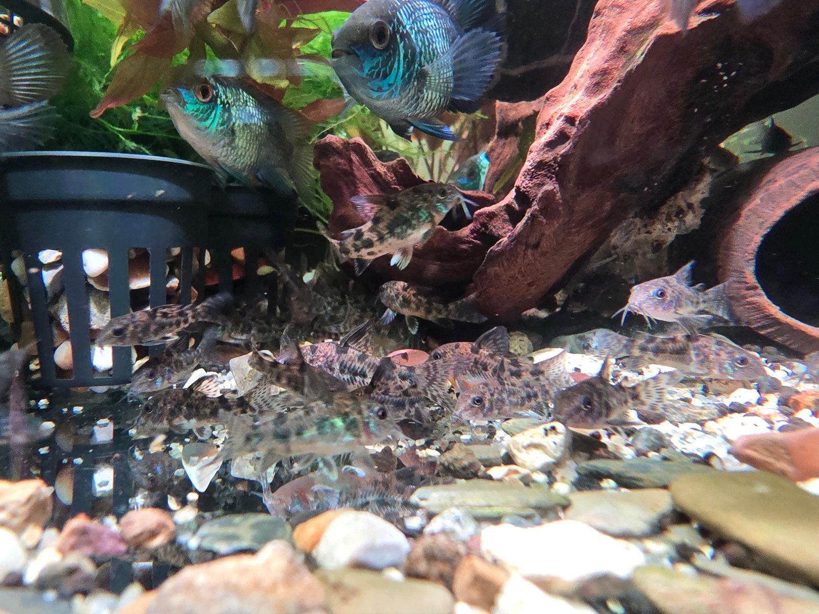 Corydoras paleatus, Dieren en Toebehoren, Vissen | Aquariumvissen