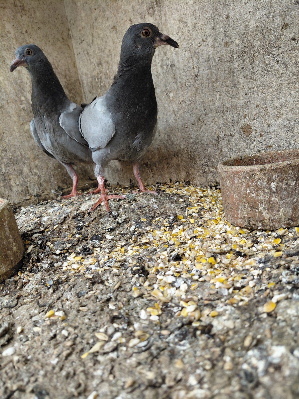 Jeunes pigeons