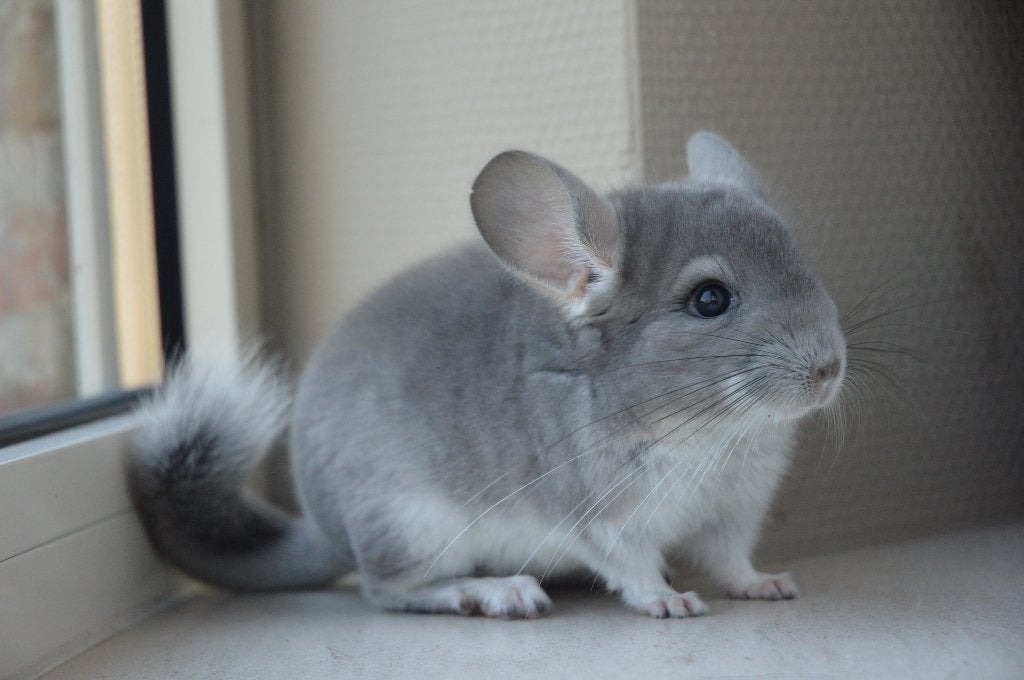 chinchilla jonge bokjes, Dieren en Toebehoren, Knaagdieren, Chinchilla, April, Mannelijk, Tam