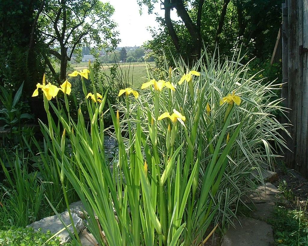 iris jaune, Enlèvement, Neuf