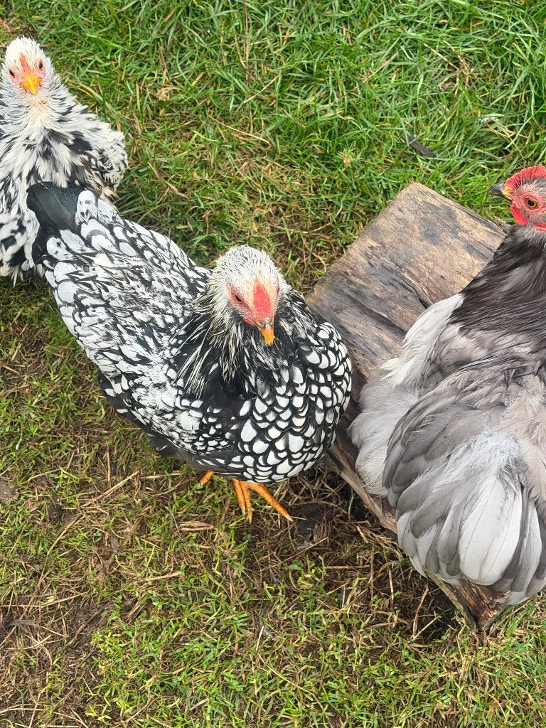Coq pekin et Wyandotte nain, Animaux & Accessoires, Plusieurs animaux, Poule ou poulet