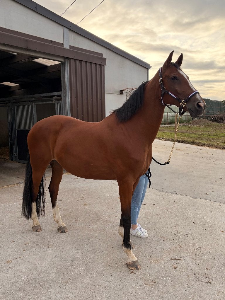 Lieve merrie, 11 ans ou plus, Avec pedigree, M, 165 à 170 cm