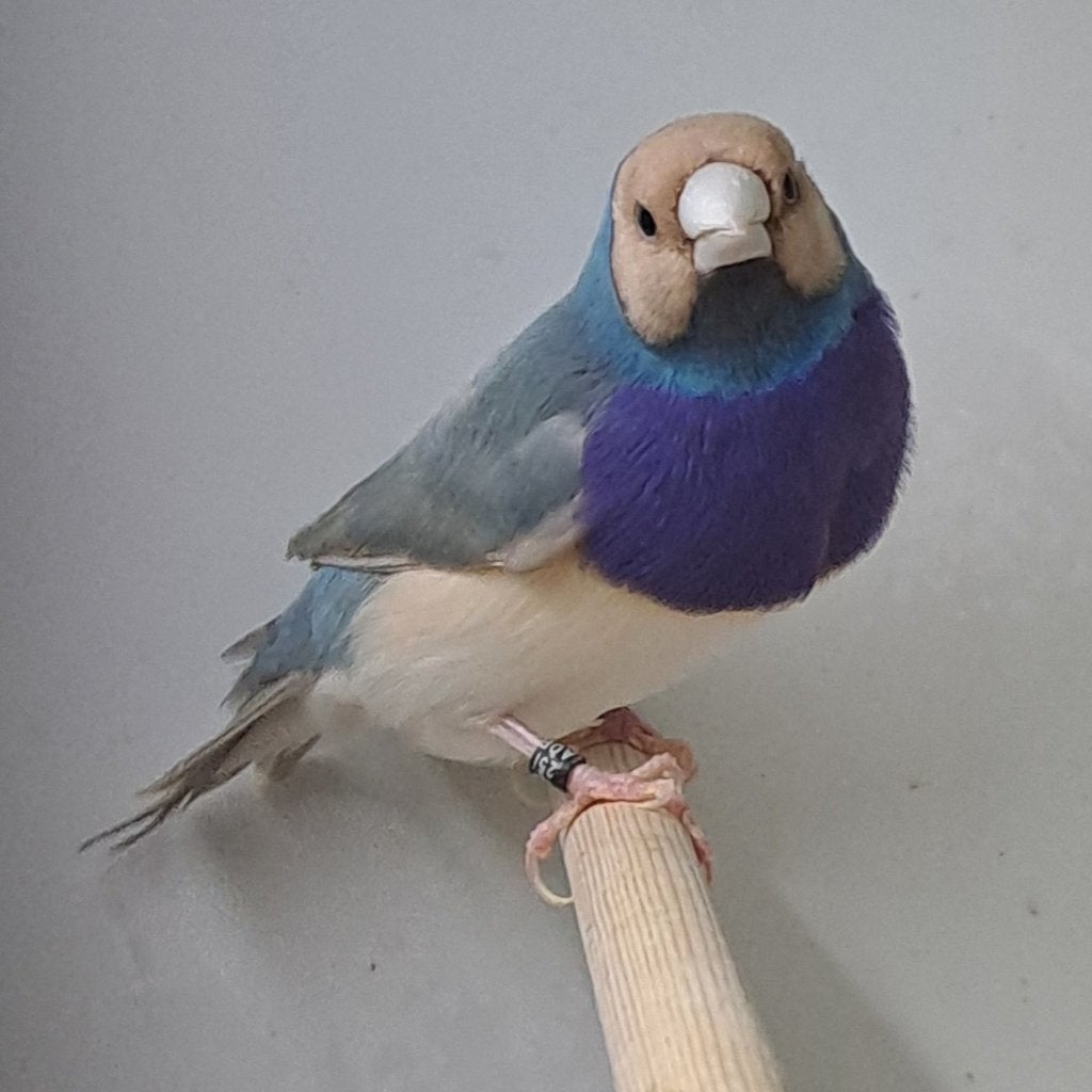 Gouldamadine man blauw pastel, Mannelijk, Tropenvogel, Geringd