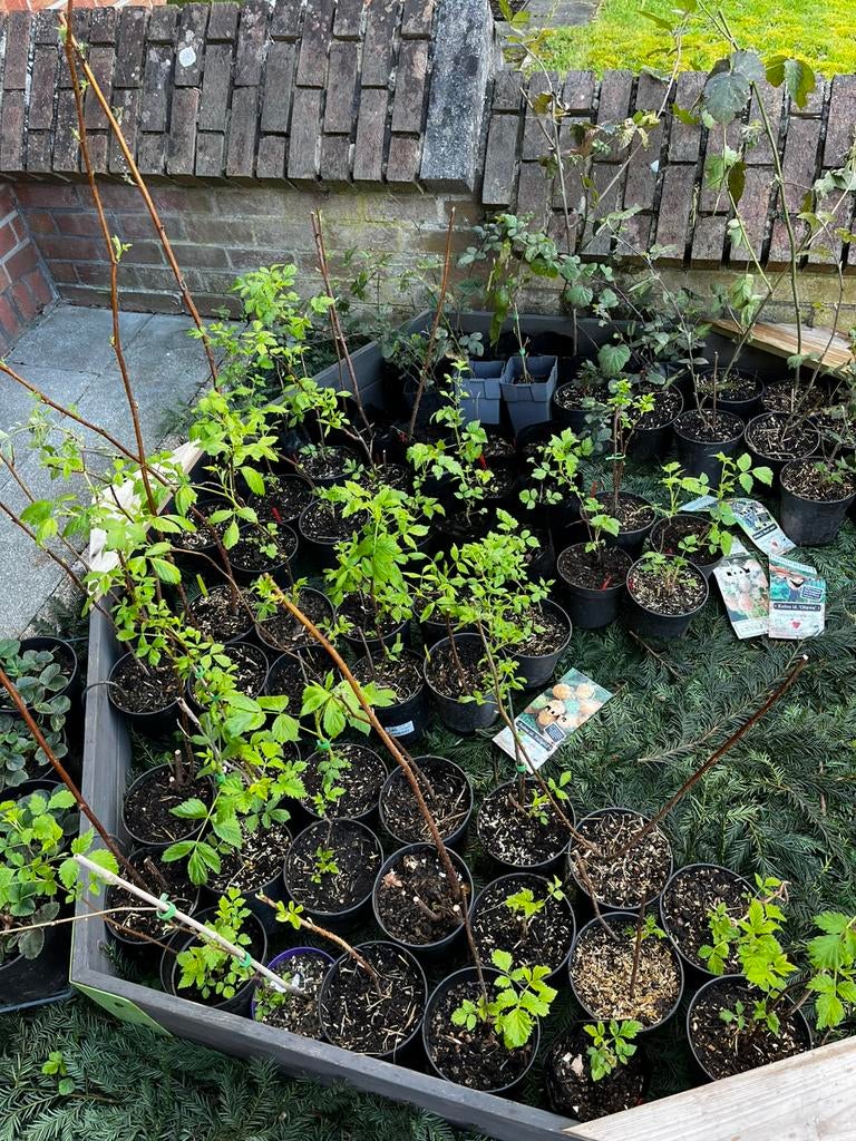 Frambozenplanten te koop – Slechts €5 per stuk!, Tuin en Terras, Ophalen of Verzenden, Zomer