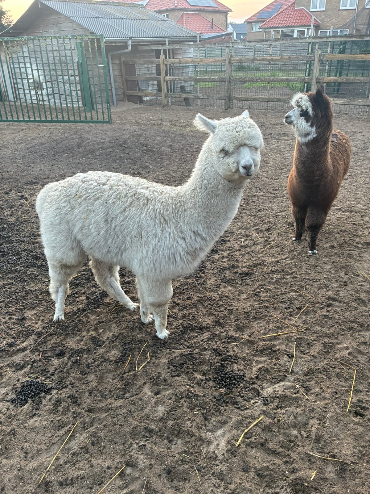 2 hengsten veulens te koop., Dieren en Toebehoren, December, Mannelijk
