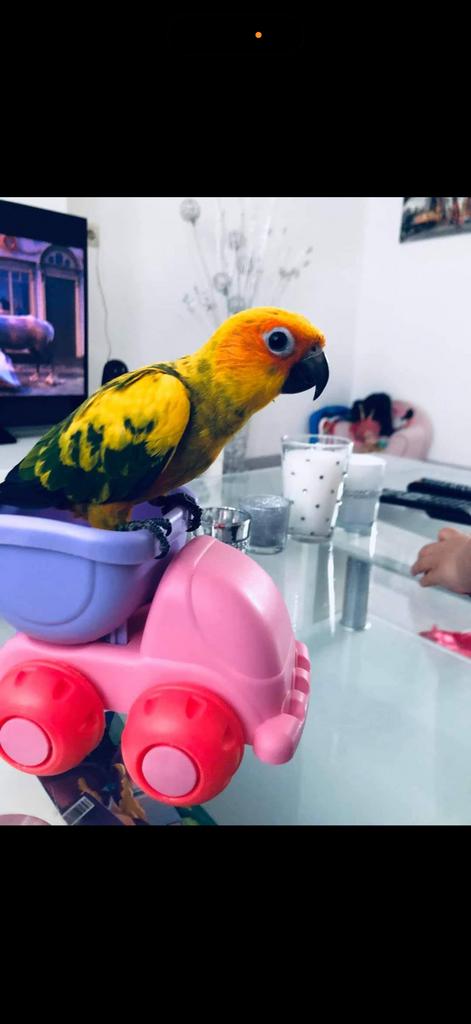 Conure soleil eam, Dieren en Toebehoren, Ophalen