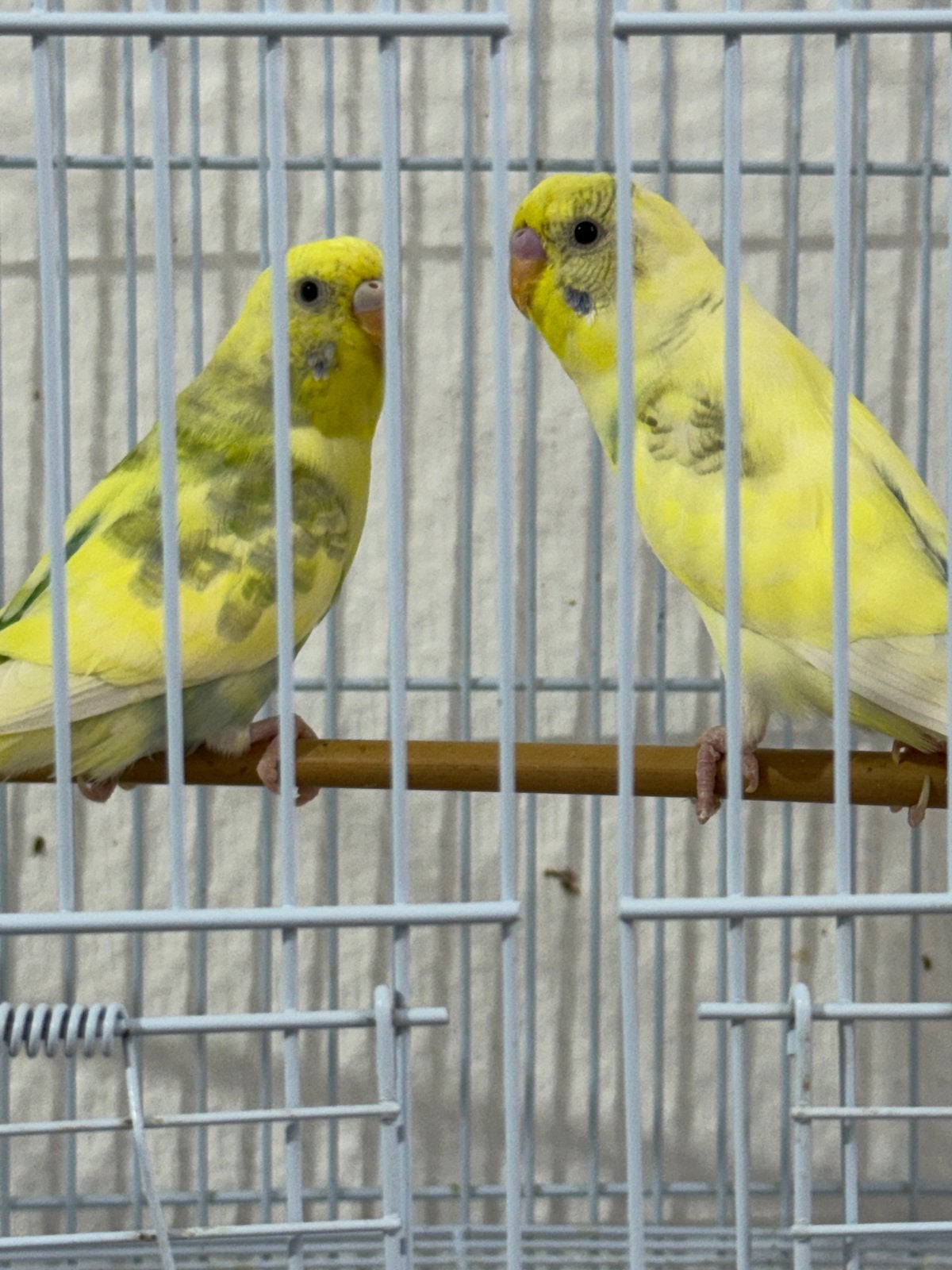 Parkietenkoppel te koop