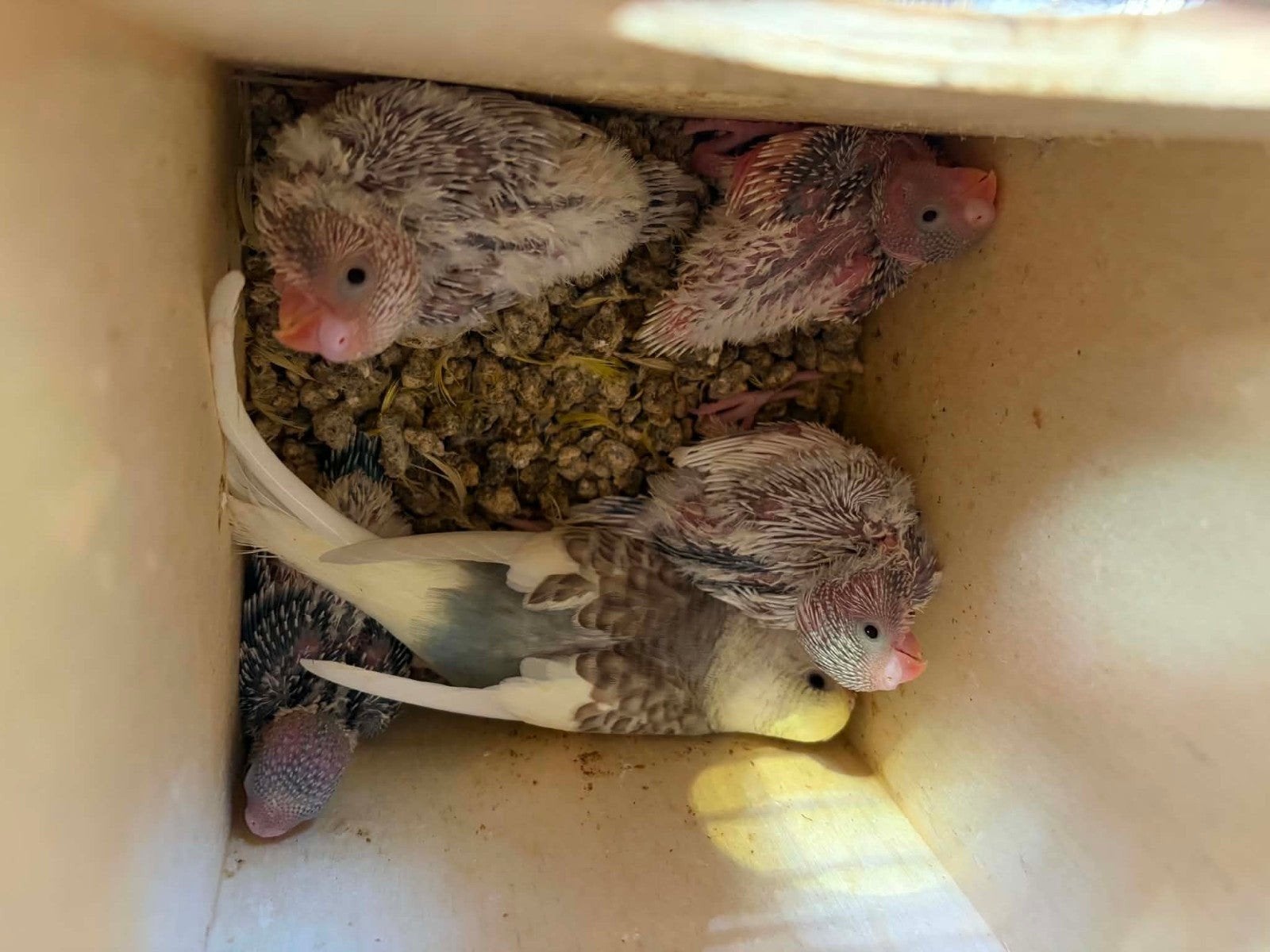 Jonge grasparkieten, voor handopfok
