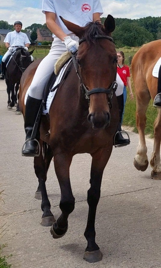 allround merrie, Dieren en Toebehoren, Paarden, Merrie, 7 tot 10 jaar, 160 tot 165 cm, Recreatiepaard