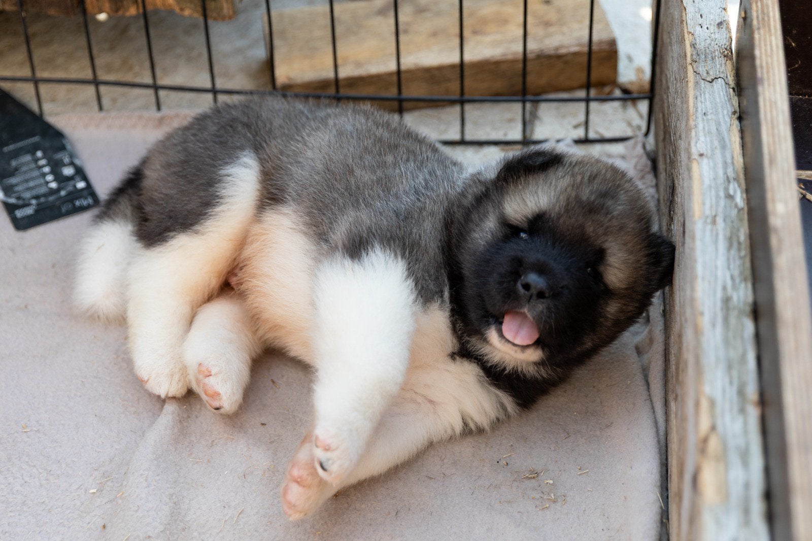 Arbre généalogique et généalogique des chiots American Akita, 15 semaines à 1 an, Maladie de Carré (chiens), Chienne, Belgique