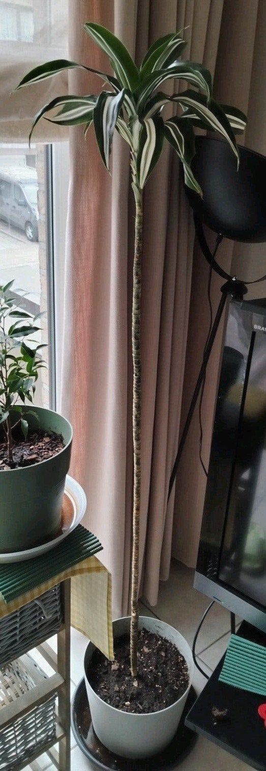 Dracaena fragrans * 8 jaar oud - Kamerplant., Huis en Inrichting, Kamerplanten, Ophalen, Palm, Halfschaduw, 100 tot 150 cm