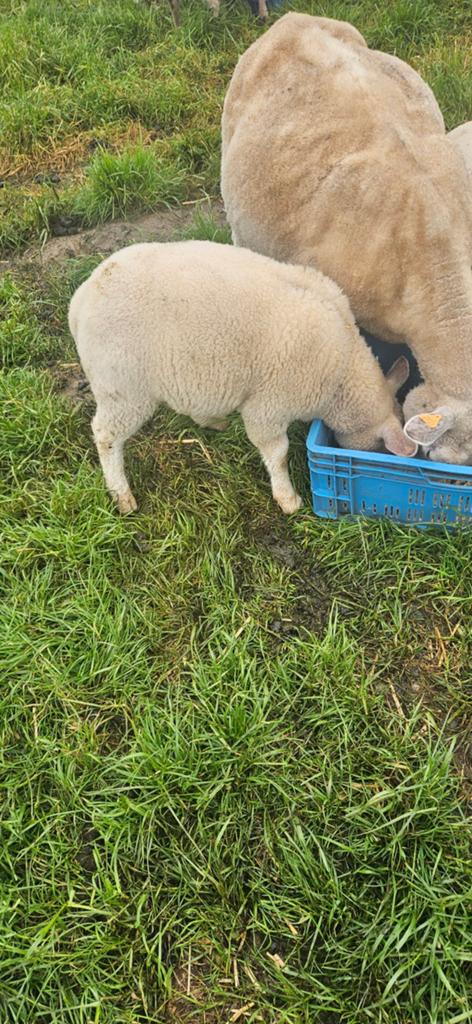 Ramlam van 2 maand oud ( swifter  texel)