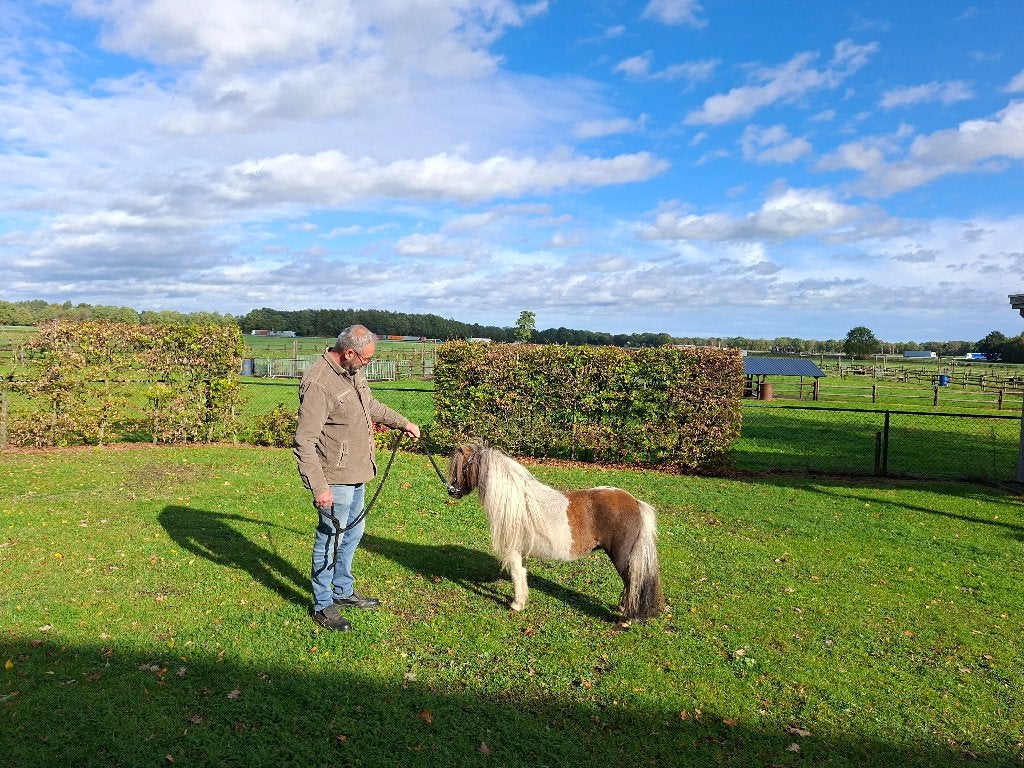 Super brave mini pony, Jument, Poney A (jusqu'à 1.17 m), Avec puce électronique, 3 à 6 ans