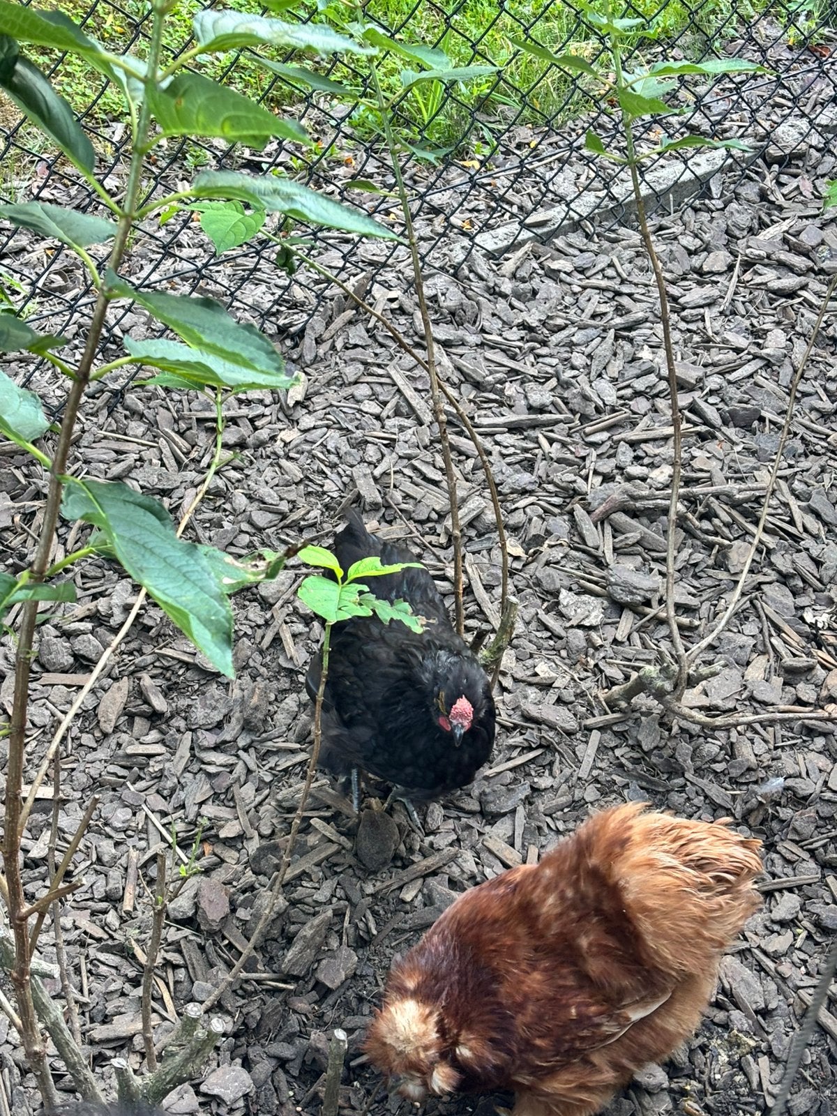 Haantje mix cochin/zijdehoen zoekt nieuwe thuis!, Dieren en Toebehoren, Mannelijk, Kip