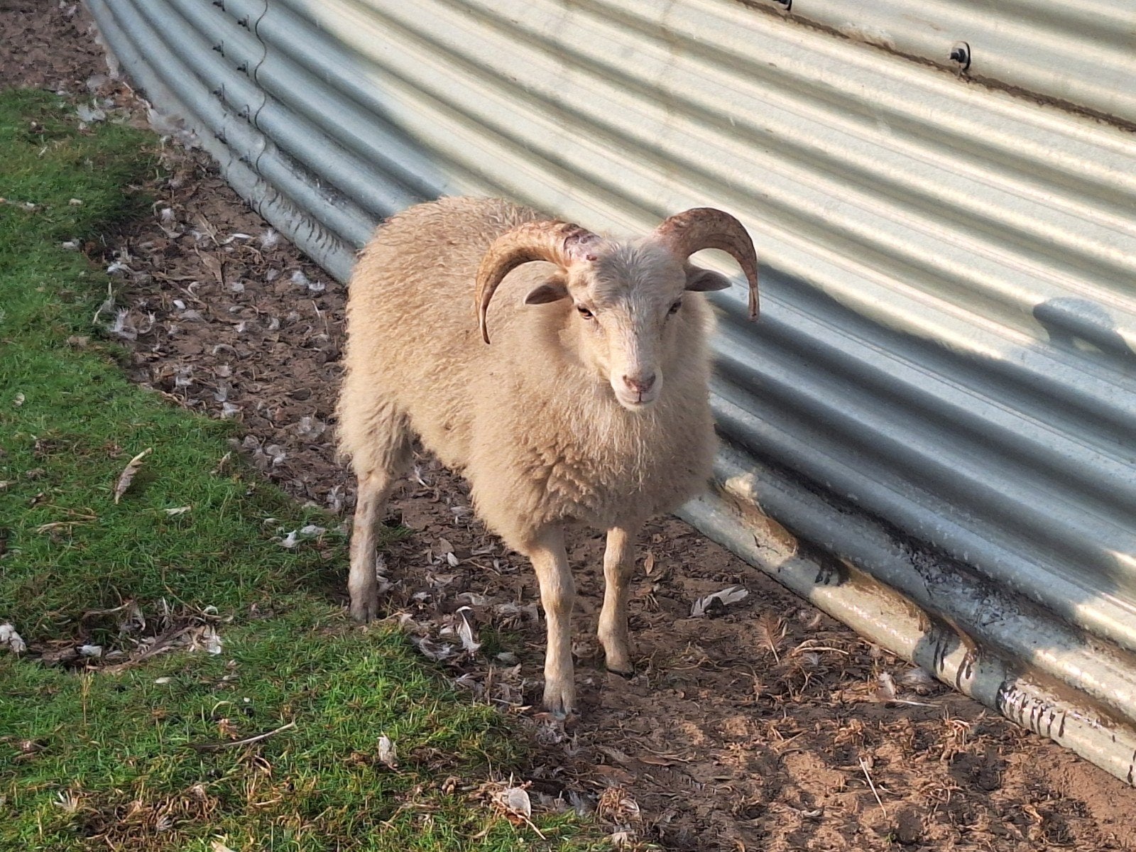 heel mooi wit ouessant rammetje, Dieren en Toebehoren, Mannelijk, Schaap, 0 tot 2 jaar
