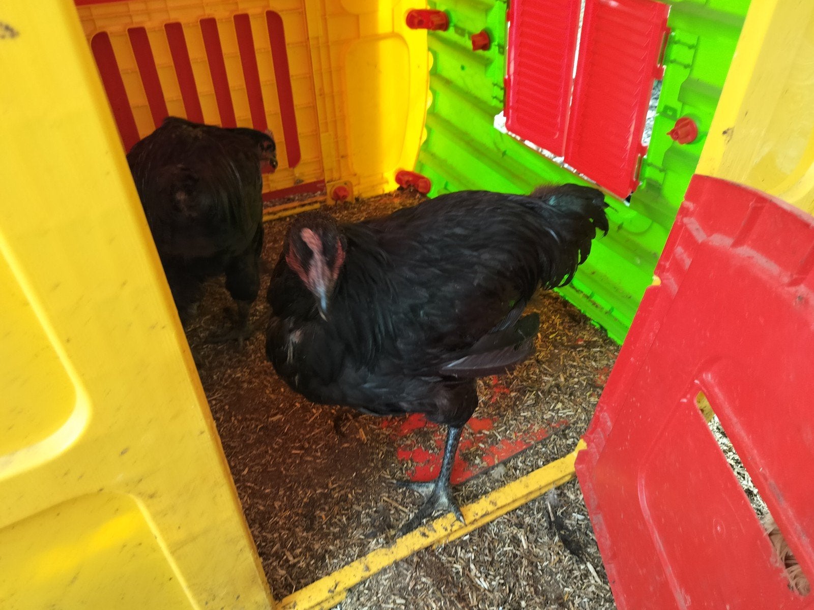 jersey giant hanen, Dieren en Toebehoren, Meerdere dieren, Kip