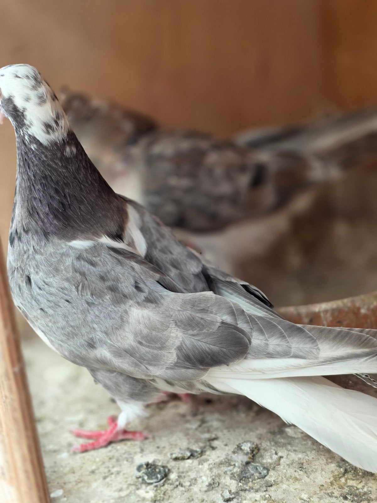 Iranse hoogvliger (faw), Dieren en Toebehoren, Vogels | Duiven