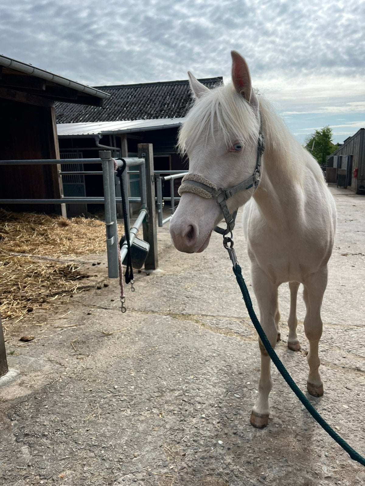 Cremello quarter horse merrie 2025, Animaux & Accessoires, Jument, Non dressé, Avec puce électronique, 0 à 2 ans