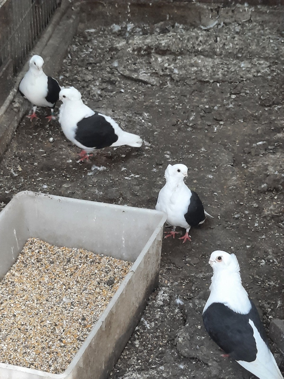 Oud duitse meeuw duifjes, Dieren en Toebehoren, Meerdere dieren, Overige soorten